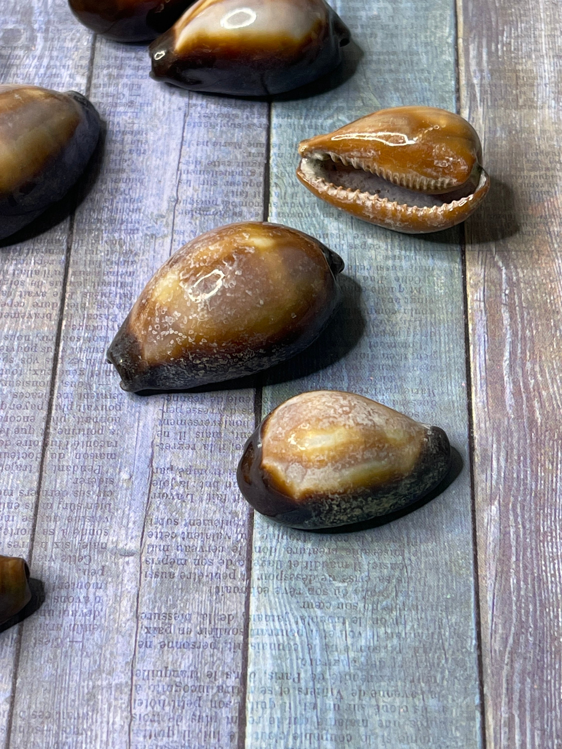 Cypraea Ontx shiny Seashells 2 shells Seashells for Etsy