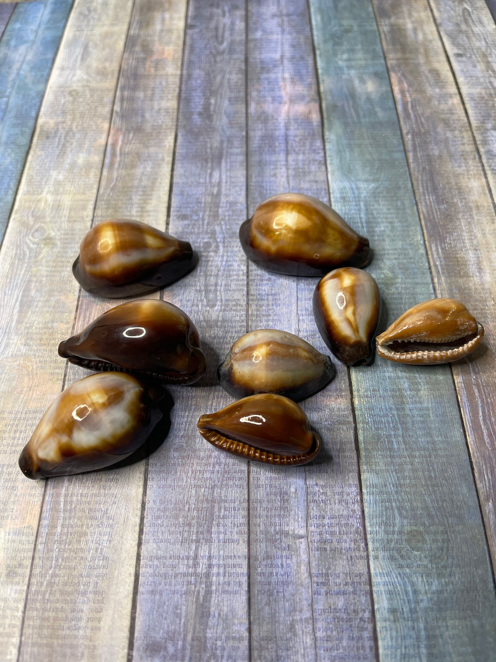 Cypraea Ontx shiny Seashells 2 shells Seashells for Etsy