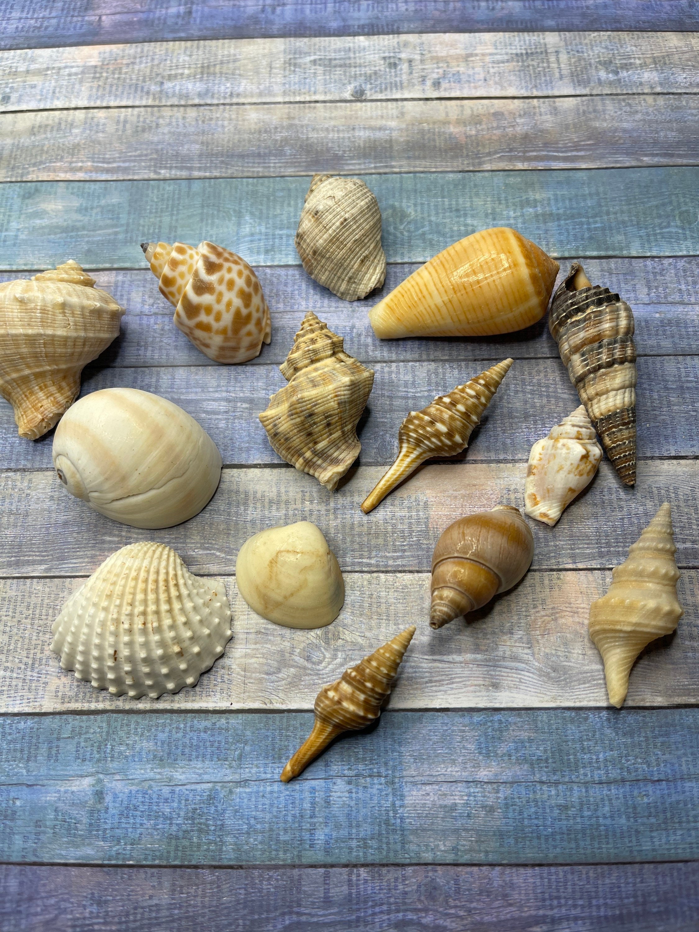 12 Bag full of mixed Seashells 15 shells For Crafting Etsy