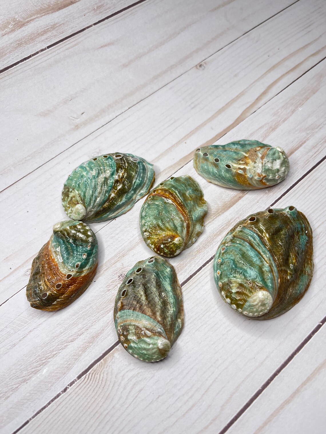 2.53 Korean Abalone seashells 2 shells For Crafting and Etsy