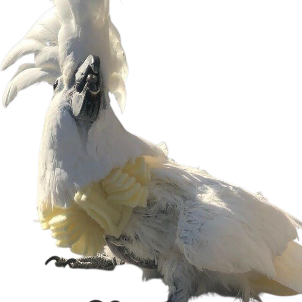 キバタン、モルッカオウム、キバタン用ソフトバードネックカラー