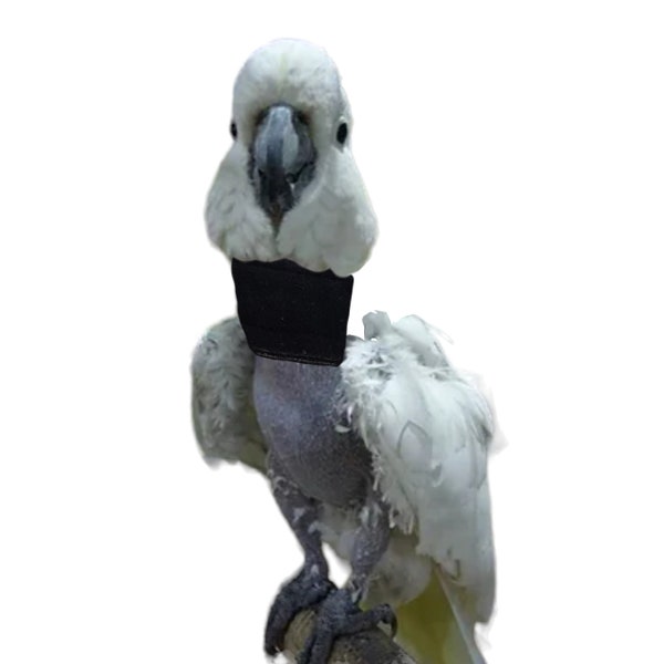 Soft Thin Neck Collar for Umbrella Cockatoos, Moluccan Cockatoo & Yellow-Crested Cockatoos