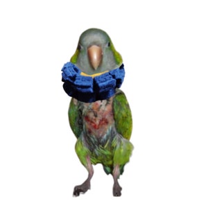 Soft Bird Fringe Neck Collar for Sun Conures and Quaker Parrots