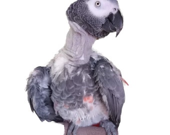 Soft Thin Neck Collar for African Grey Parrots