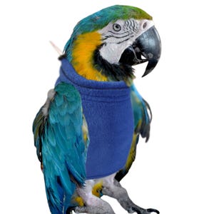 May include: A blue and yellow macaw wearing a blue fleece bird vest. The bird has a black beak and is set against a white background. The bird's feathers are a mix of blue, yellow, and green.