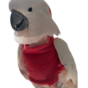 May include: A white cockatoo with a black beak and eye is wearing a red vest and a clear plastic collar. The bird is facing slightly to the left, with its head tilted. The background is plain white.