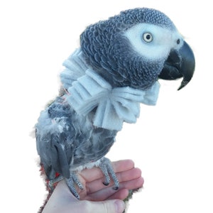 Soft Bird Fringe Neck Collar for African Grey Parrots