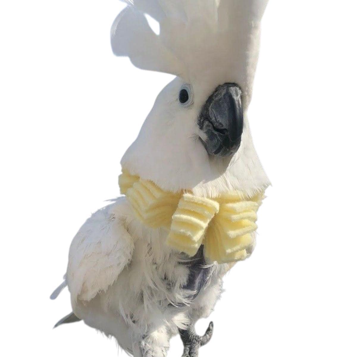 キバタン、モルッカオウム、キバタン用ソフトバードネックカラー