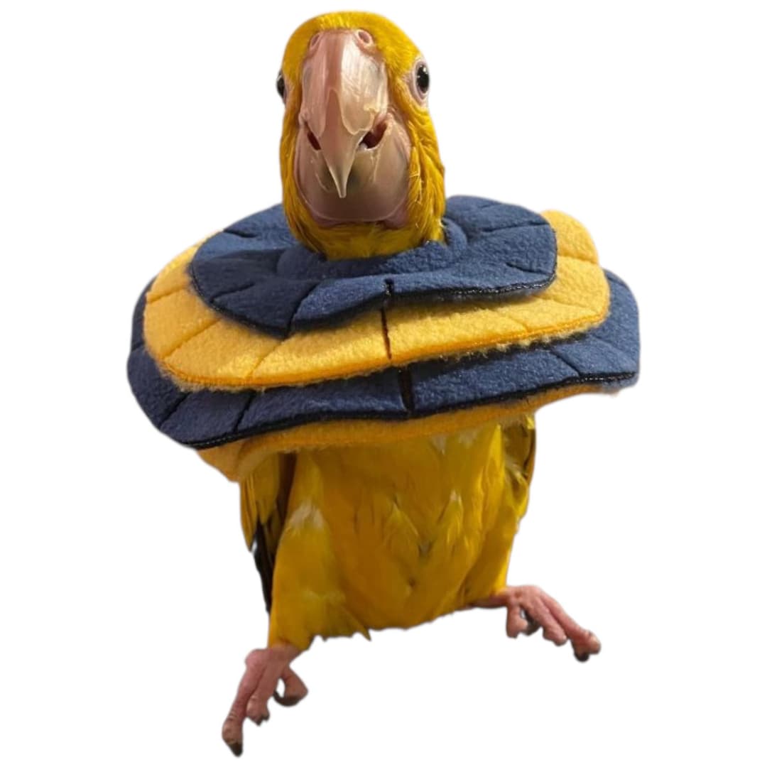 Soft Bird Collar for Sun Conure and Quaker Parrots