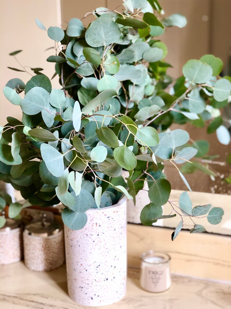 Eucalyptus Shower Bundle Fresh Eucalyptus Bunch Calming Etsy