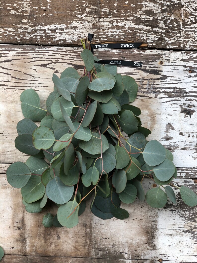 Eucalyptus Shower Bundle Fresh Eucalyptus Bunch Calming Etsy