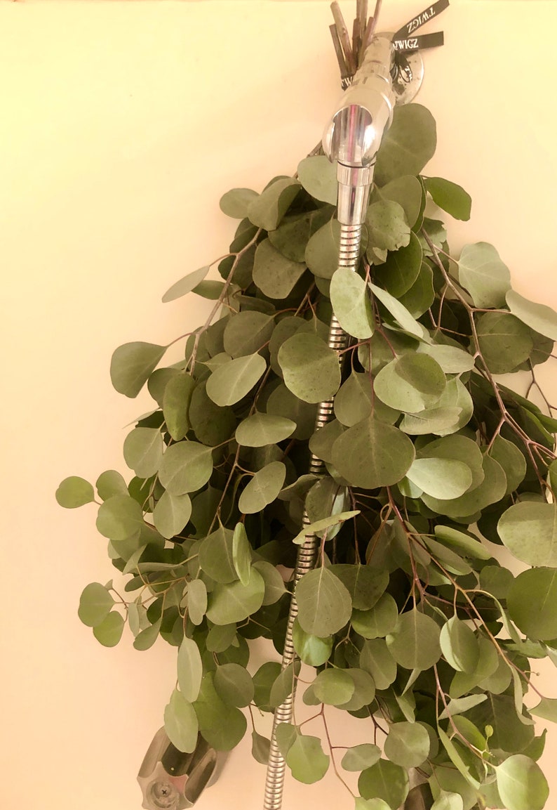 Eucalyptus Shower Bundle Fresh Eucalyptus Bunch Calming Etsy