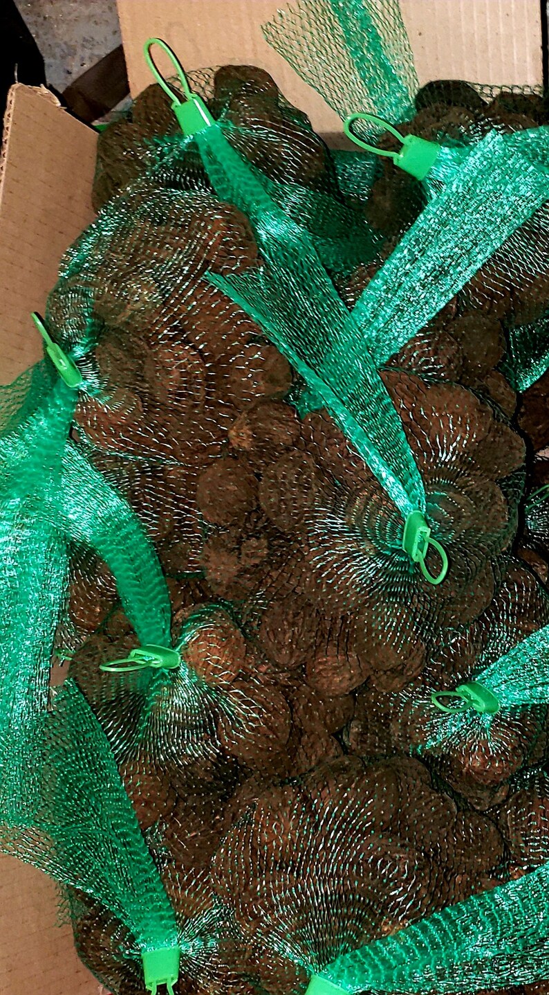 Black Walnuts In Shell1 LB Bags Etsy