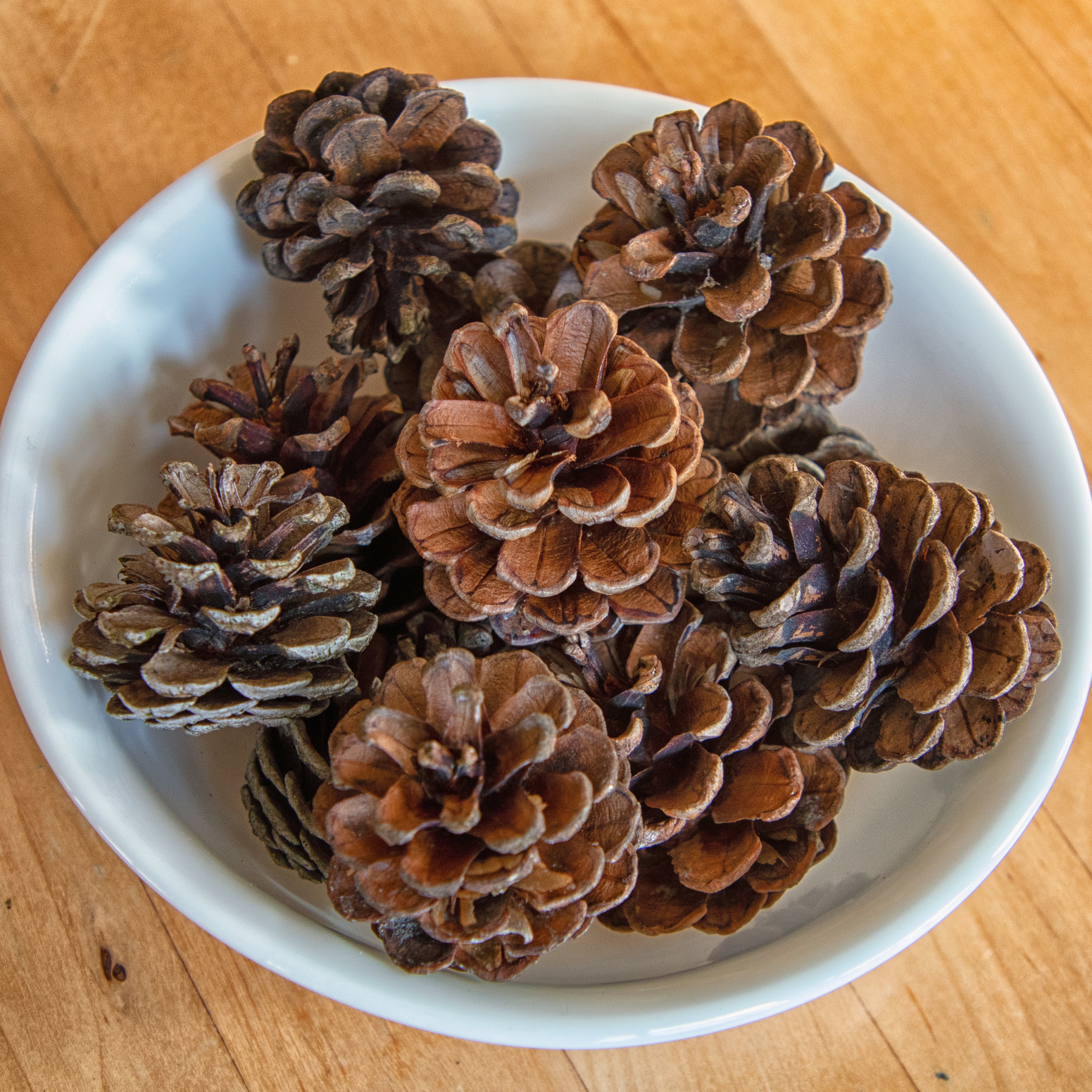 30pcs Cute Natural Dried Pine Cones In Bulk Dried Flowers for Xmas Decor 30pcs Cute Natural Dried Pine Cones In Bulk Dried Flowers for Xmas Decor