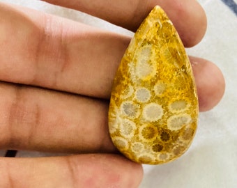 2 Pieces Natural Fossil Coral Cabochons Lot 24x39mm to 25x40mm Mix Shape Fossil Coral Gemstones Cabs Smooth Gems Cab Loose Stones