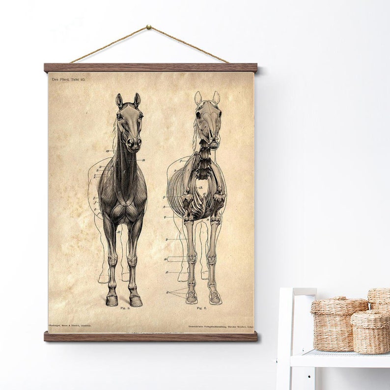 Stylish Vintag Anatomy Best Ideas Of Science Animal Study Canvas Printing Wall Decor Print Home Decor Printable Prints Art Print Magnets Art Collectibles Prints Deshpandefoundationindia Org