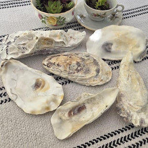 Natural Oyster Shells for Crafting | Coastal Decor | Mixed Media Art Supply | Beach Wedding Favor | 1–3 Shell Variations | Upcycled Finds