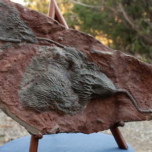 Crinoid fossil rock, water lilly, Crinoid Scyphocrinites mineral, rare fossil specimen , perfect for collectors and rock hounds