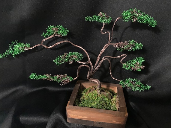 brush cherry bonsai Flowering Brush Cherry main image 1