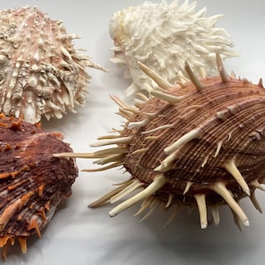 Peut inclure: Quatre coquillages épineux dans différentes nuances de brun, rose et blanc. Les coquillages ont une surface rugueuse et texturée et des pointes acérées.