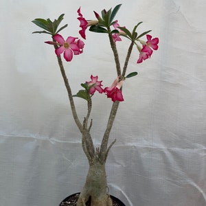 Obesum pink desert rose