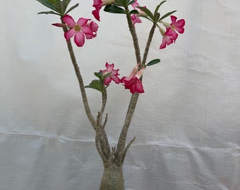 Obesum pink desert rose