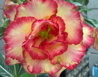 Grafted desert rose