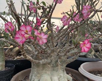 Adenium arabicum