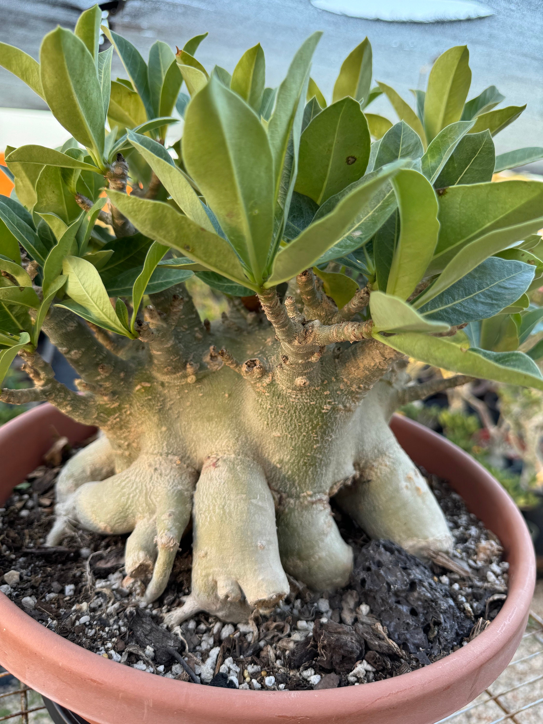 Pachypodium Gracilius - Etsy Denmark 