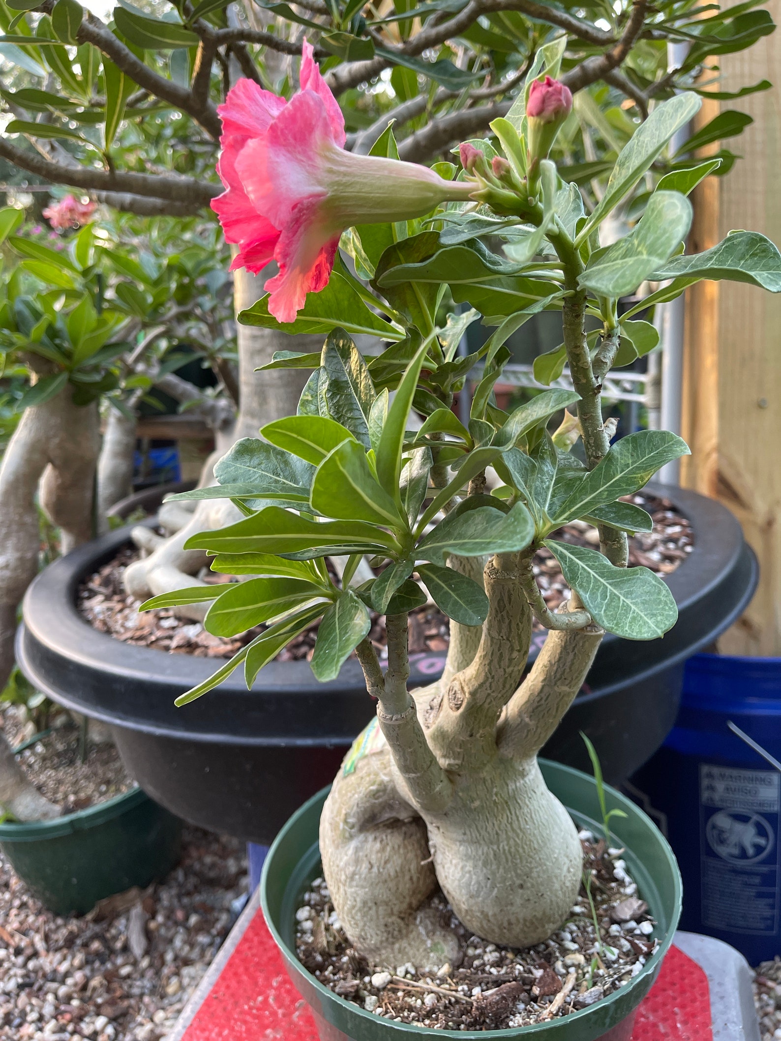 Fancy 4 colors grafted desert rose Etsy