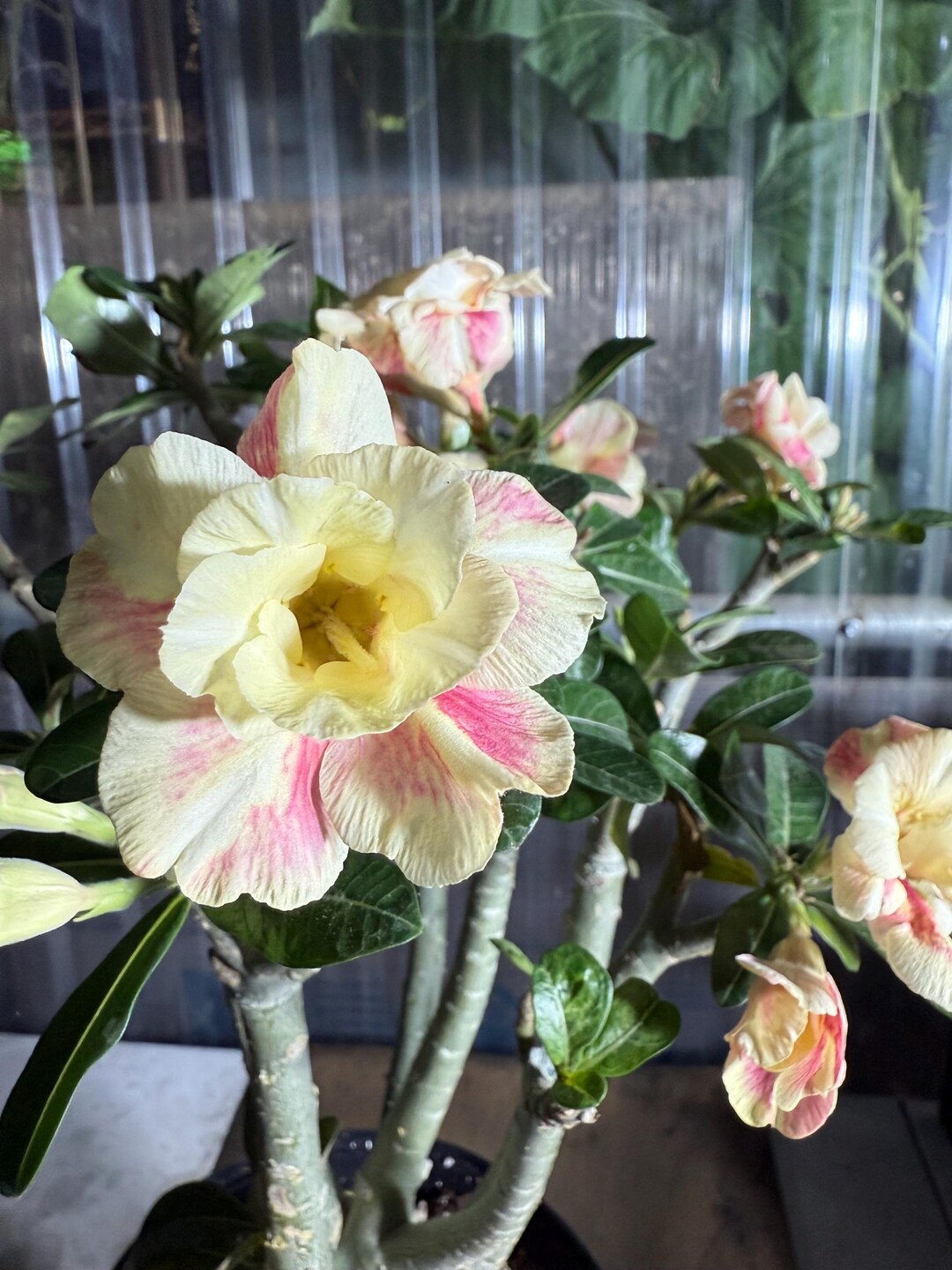 Desert Rose Raspberry Ripple Grafted Desert Rose - Etsy