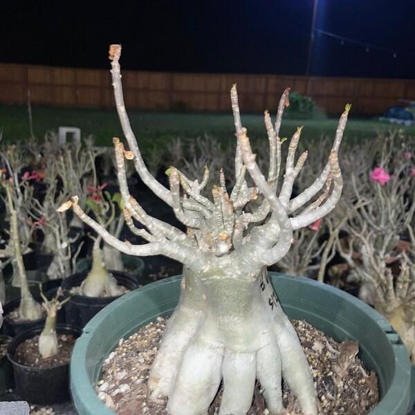 Adenium Arabicum - Etsy