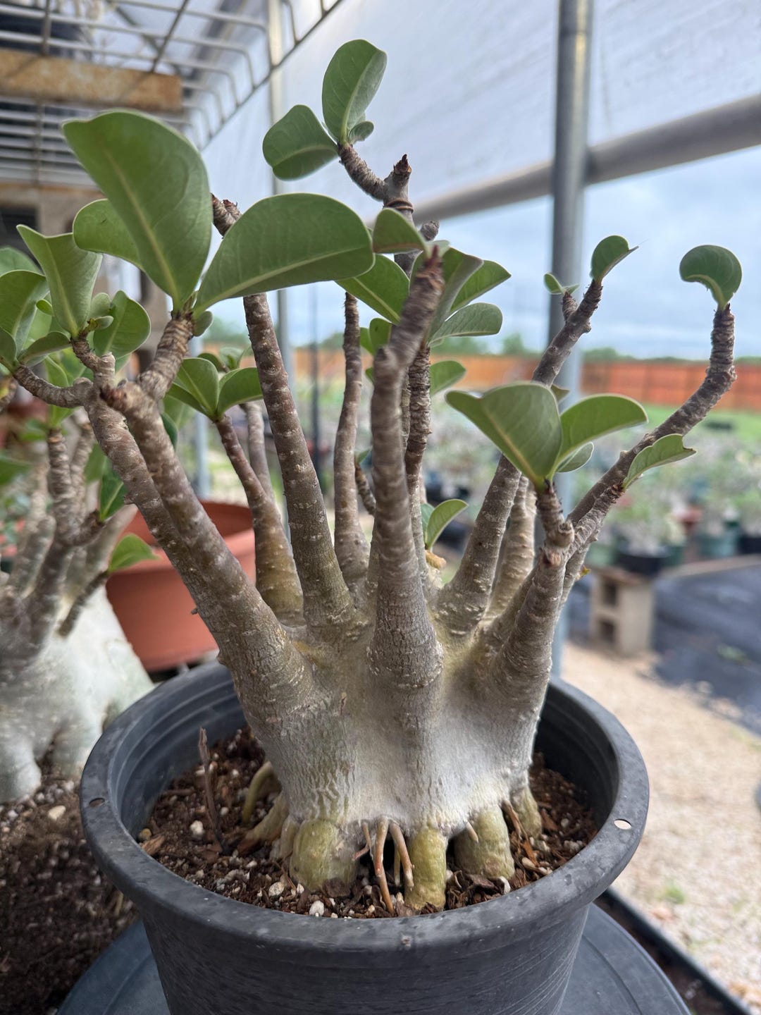 Adenium Arabicum - Etsy