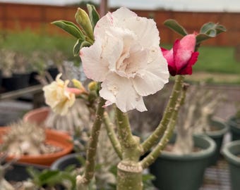 Grafted desert rose