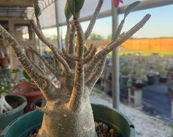 Adenium  Thai soco
