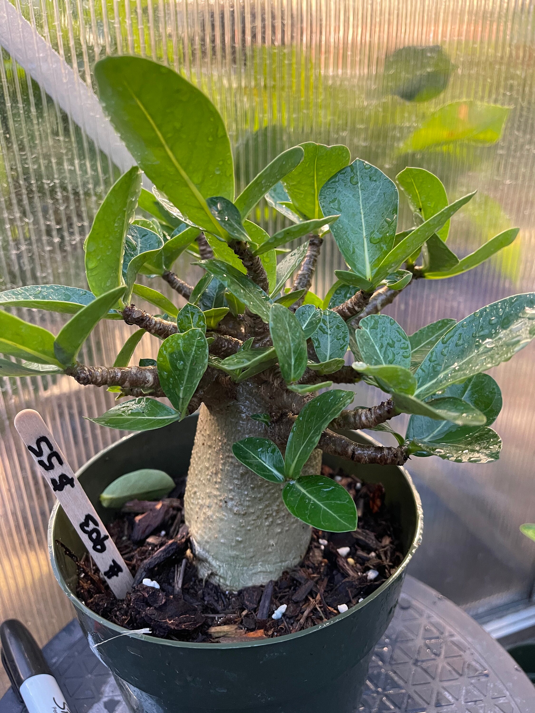 Adenium Arabicum Etsy