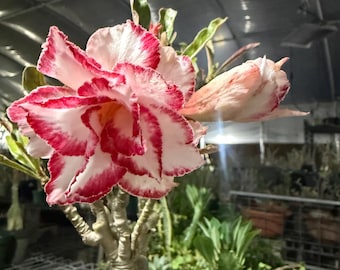 Grafted desert rose