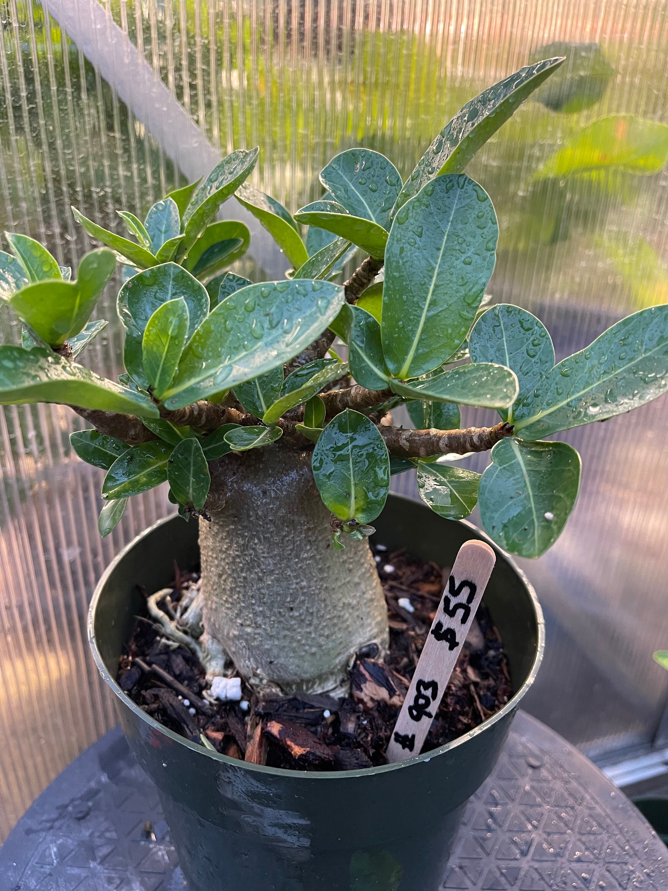 Adenium Arabicum Etsy