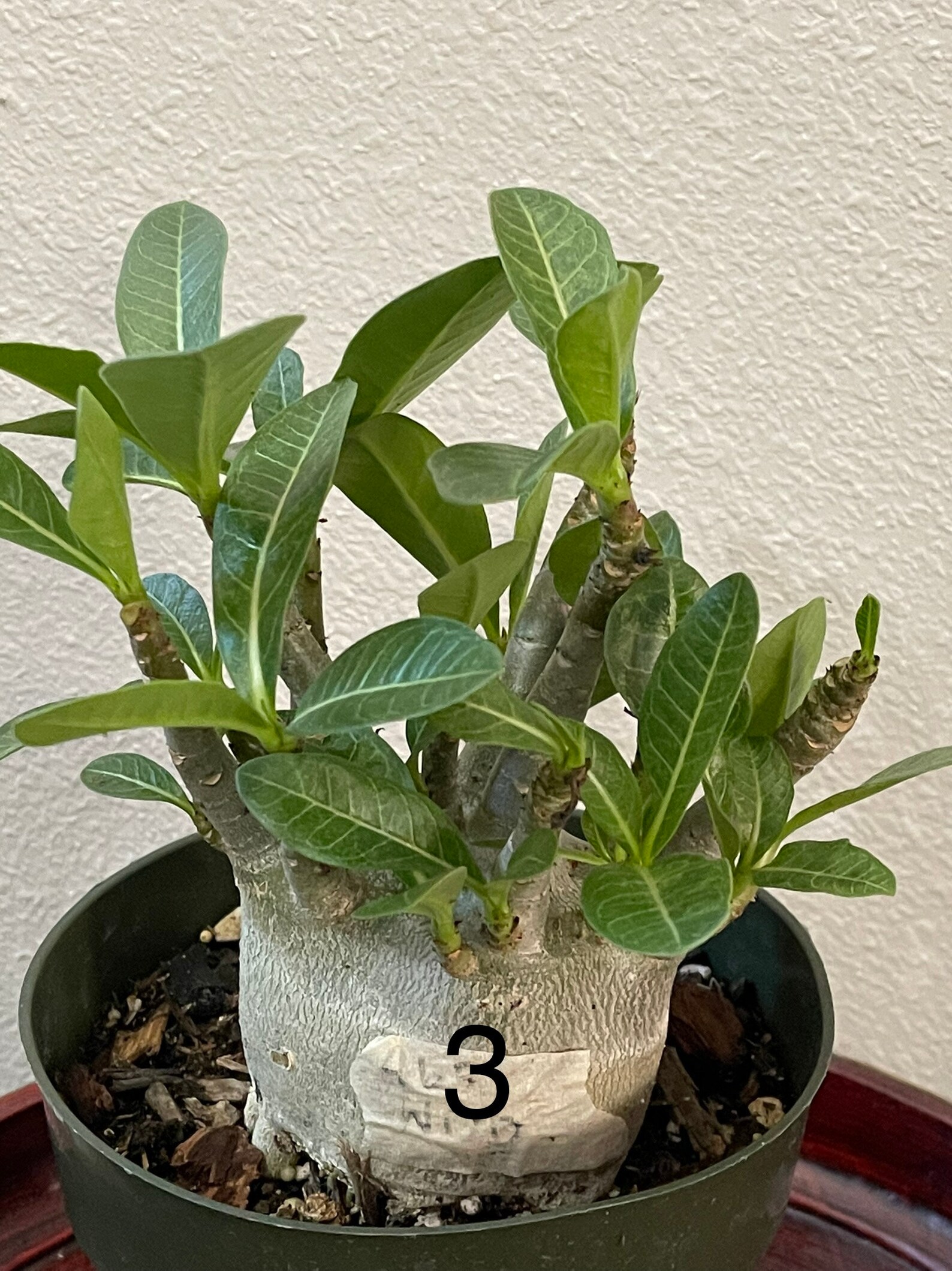 Adenium arabicum Etsy
