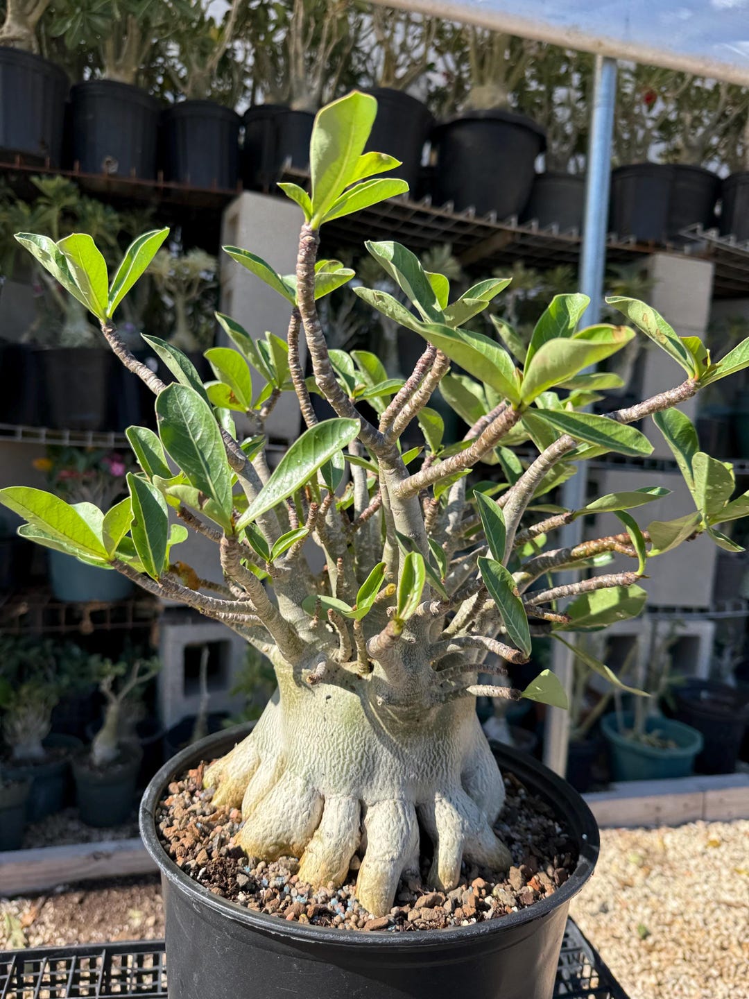 Adenium Thai Soco: Root Training, Pink Flowers - Etsy