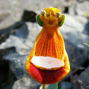 20pcs Happy Alien Calceolaria Uniflora Flower Seeds Plant Seed Rare code 120 image 1