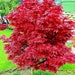 Japanese Red Linear Leaf Maple Tree Seeds - Acer Scolopendrifolium Bonsai Seeds (35+ Seeds)