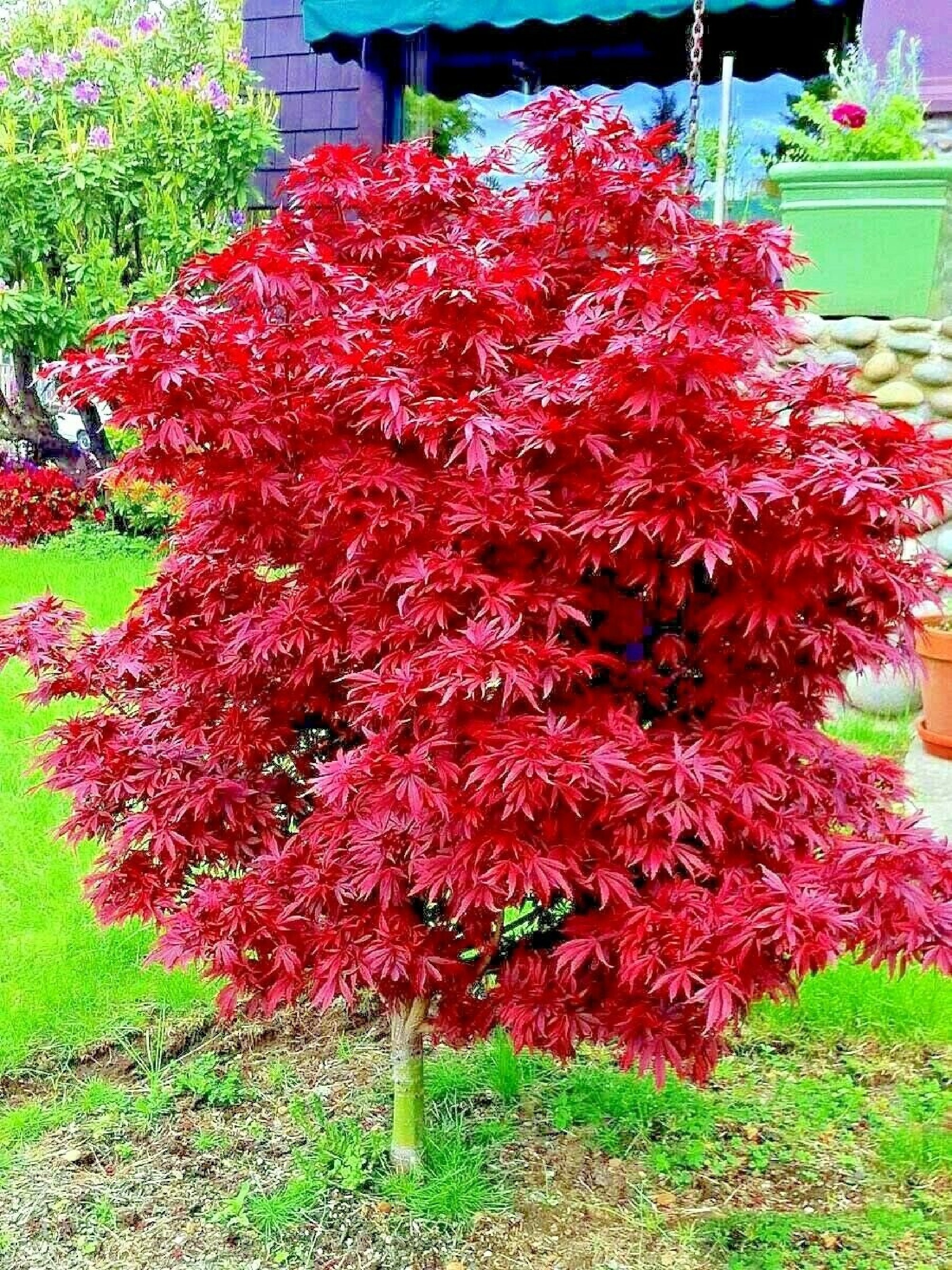 5pc DWARF Japanese Red Linear Leaf Maple Tree Seeds Acer | Etsy