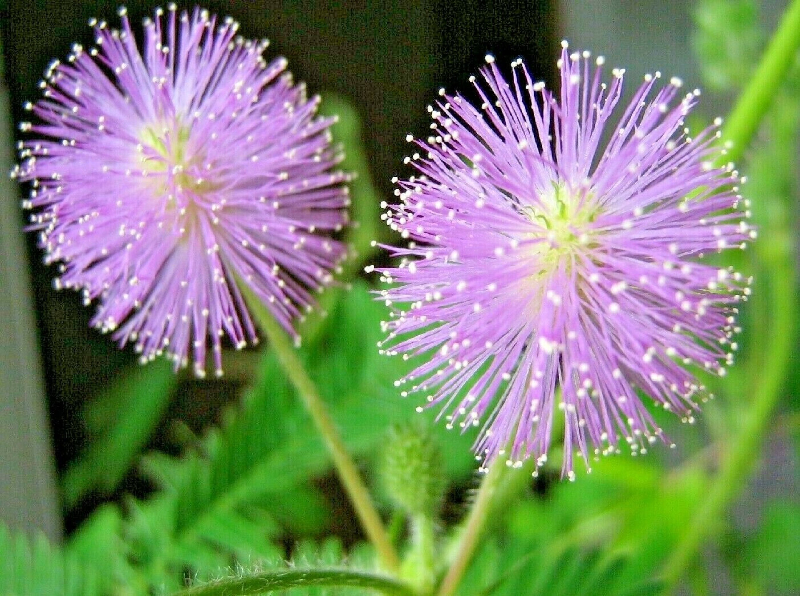 150pc Mimosa pudica seeds Rare sensitive plant flower