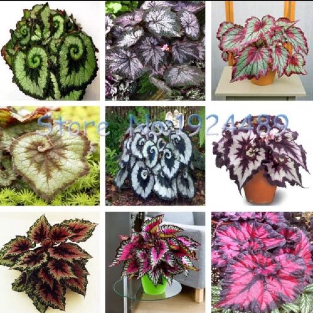 50PCS único 9 colores Begonia semillas de flores en macetas bonsái ...