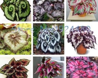 50PCS unique 9 colors Begonia flower seeds flowers potted bonsai garden (MIX) code 9