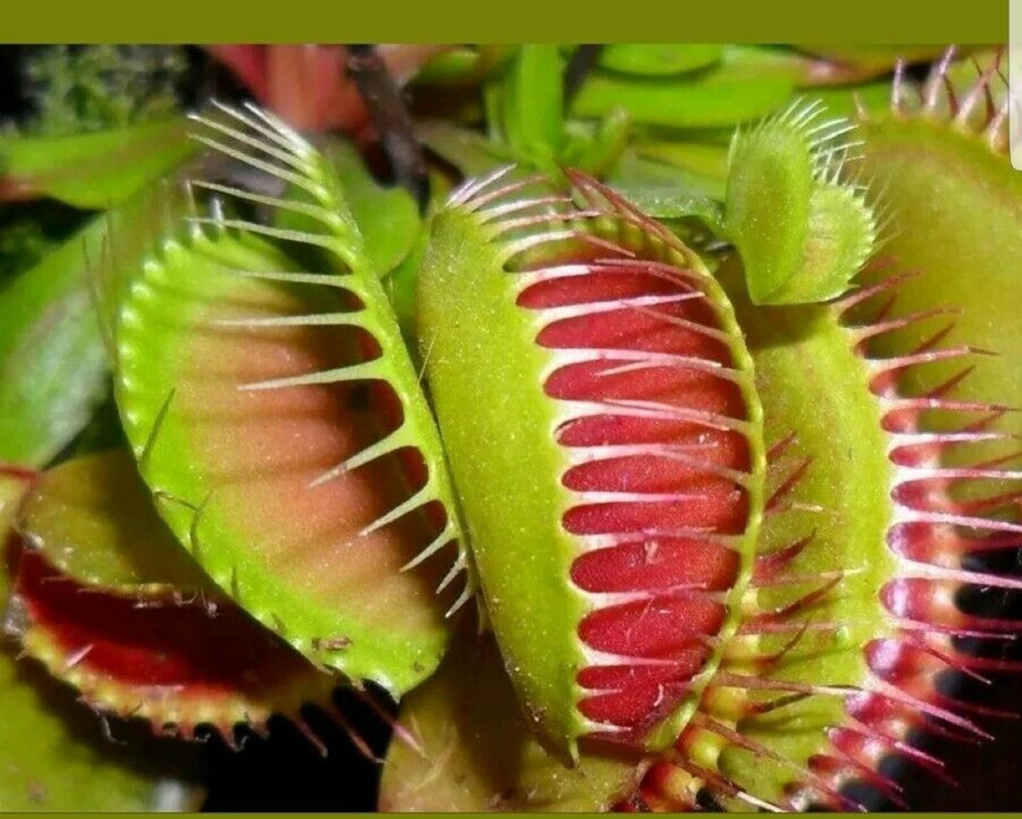 Venus Fly Trap Carnivorous Plant 50pcs/bag Seeds code 29 Etsy