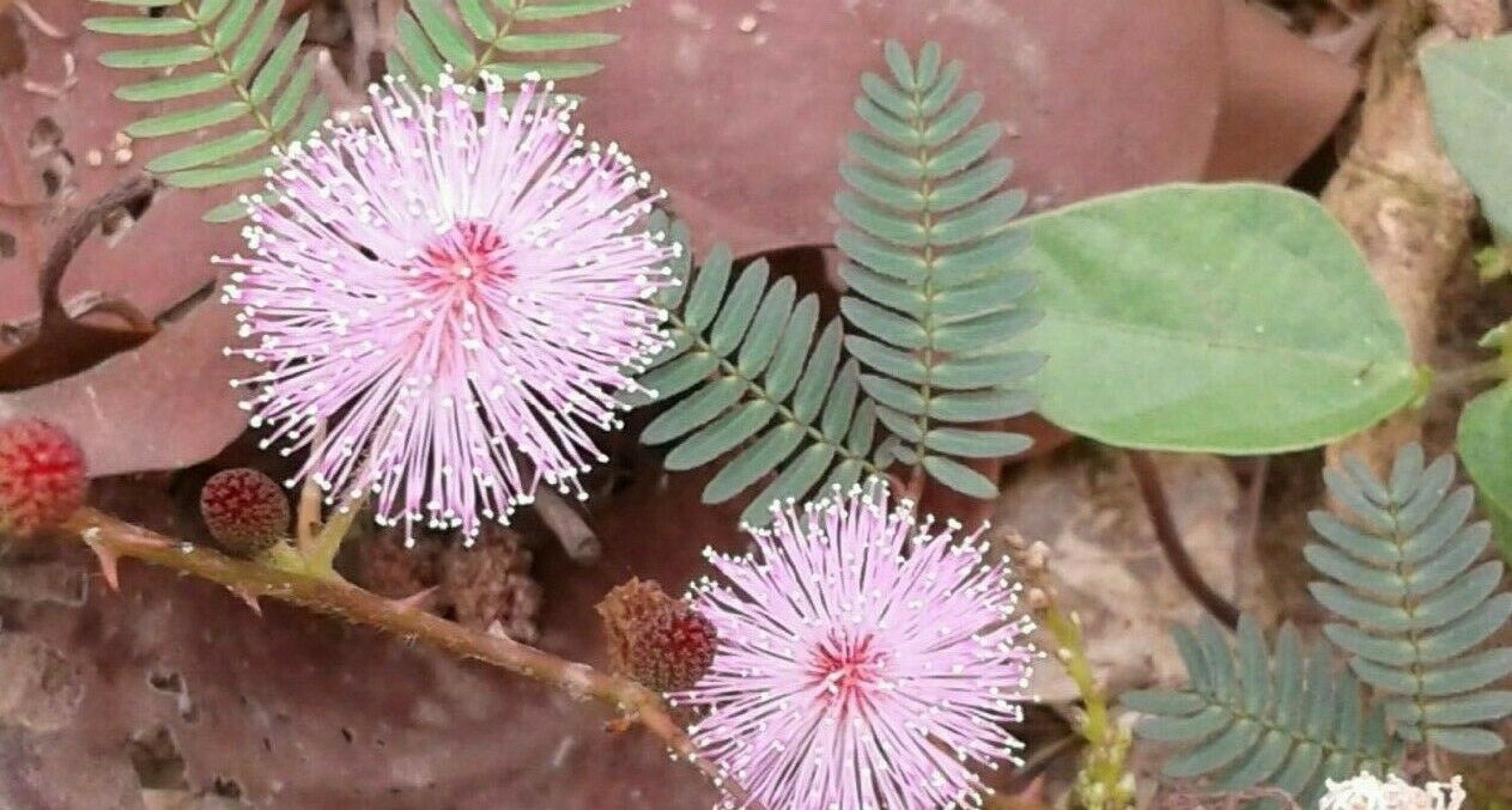 150pc Mimosa pudica seeds Rare sensitive plant flower