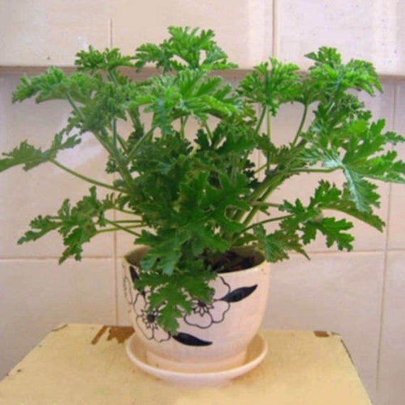 Mosquito plant sale