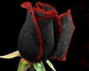 Beautiful Black Rose Flower with Red Edge Seedling Seed 50 SEEDS (code 124)